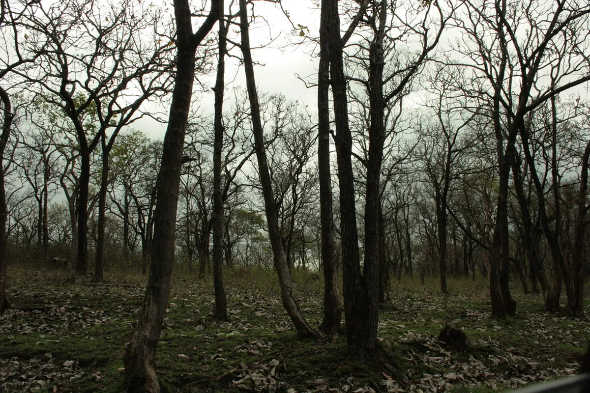 Bandipur National Park