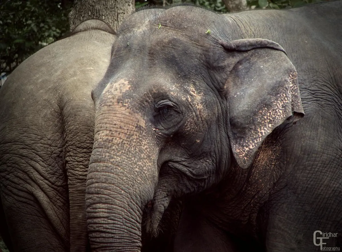 Bannerghatta National Park