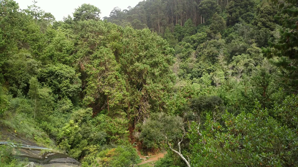Bear Shola Falls