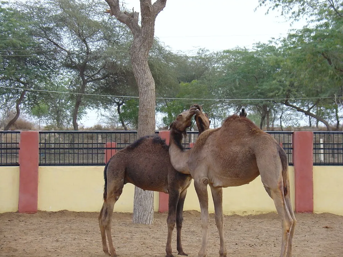 Bikaner Camel Breeding Farm