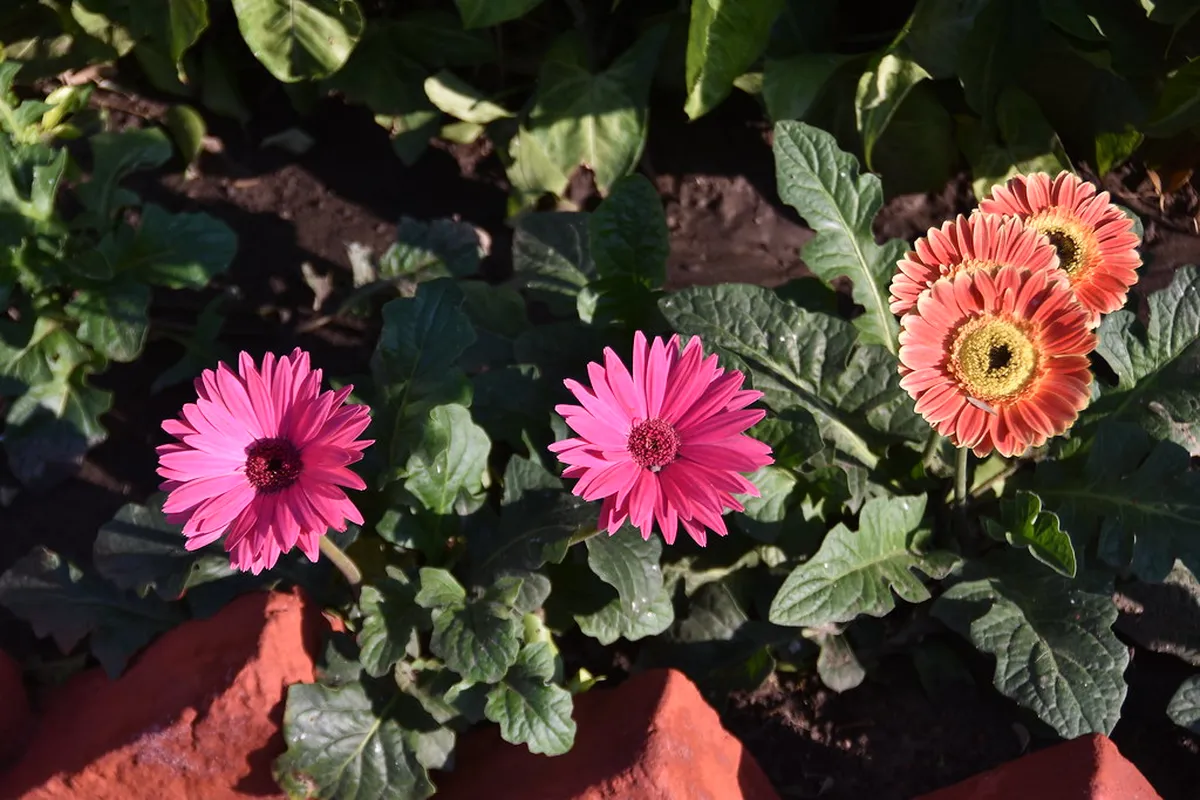 Butterfly Garden