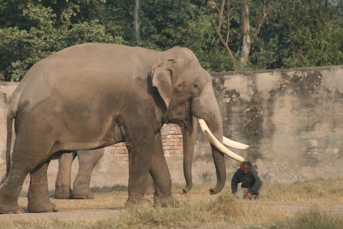 Chattbir Zoo