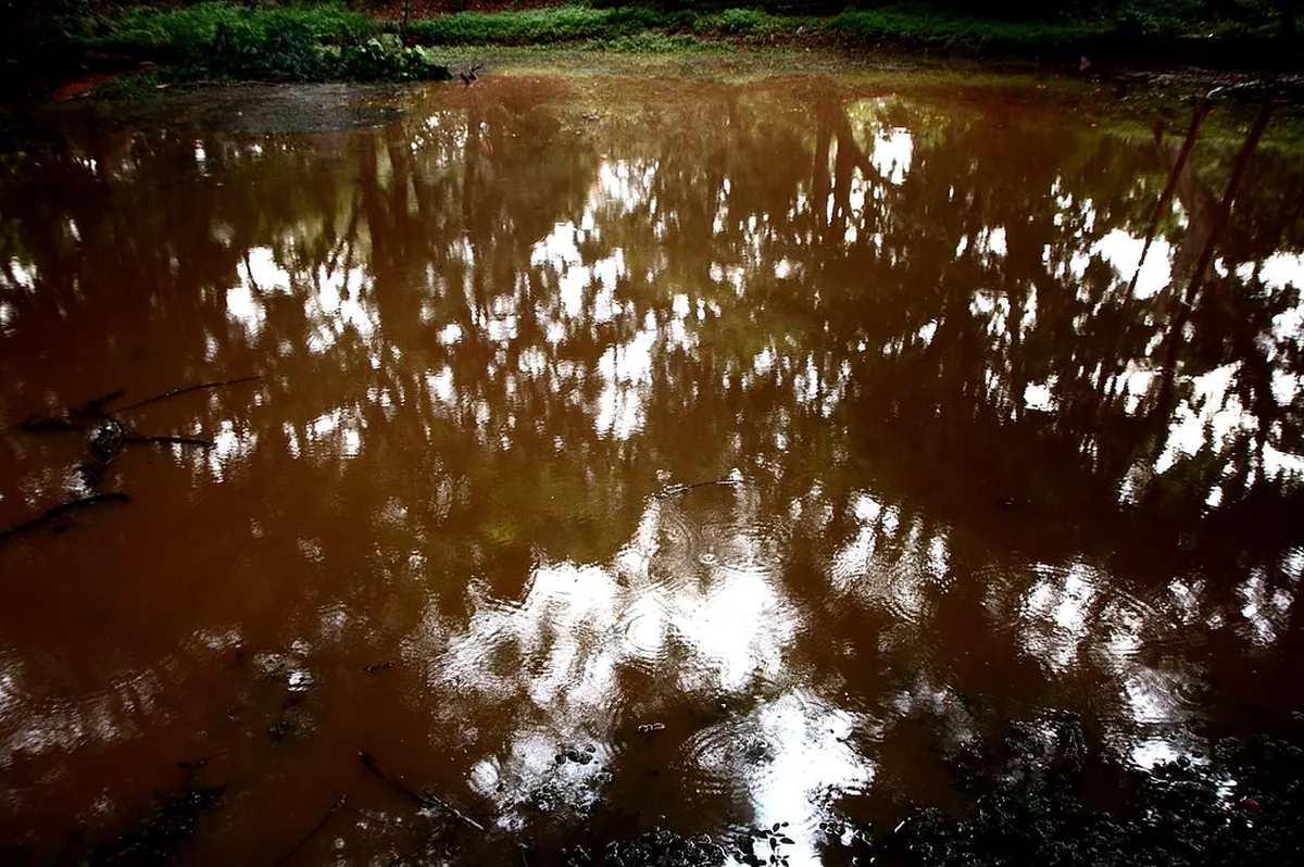 Cubbon Park