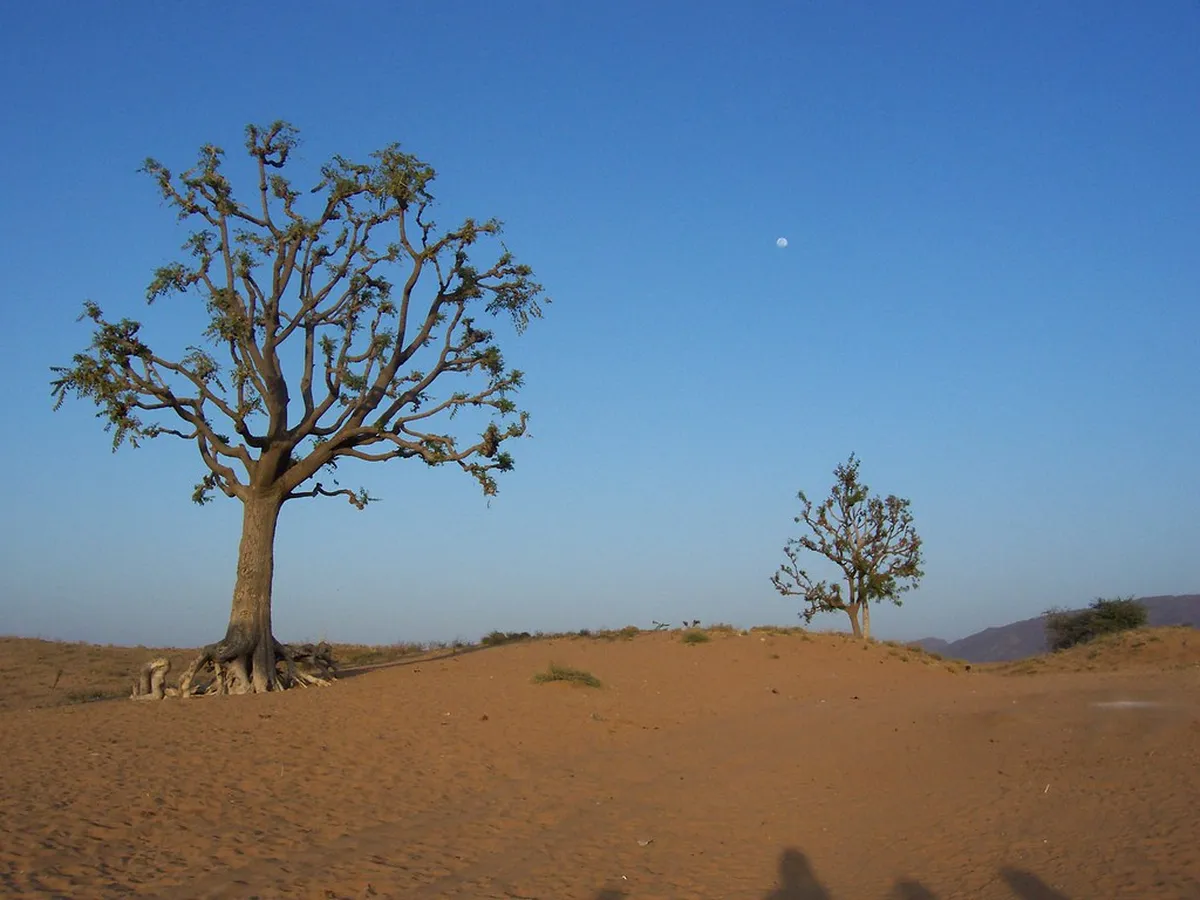 Desert