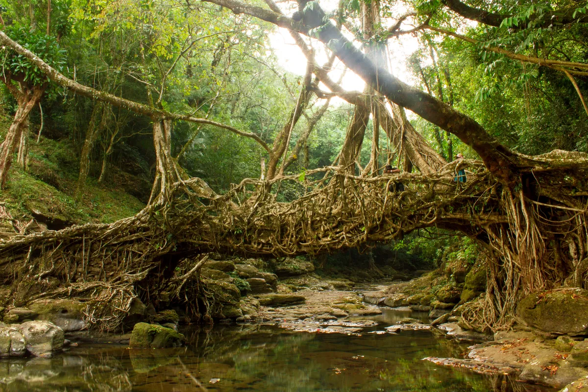 Double Decker Living Root Bridge