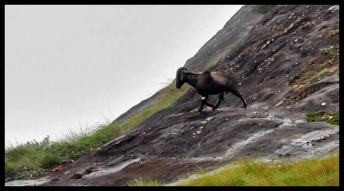 Eravikulam National Park