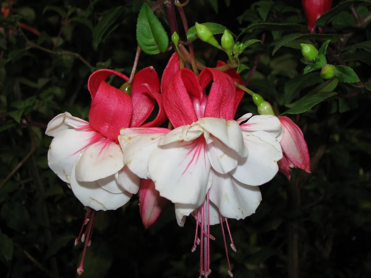 Flower Exhibition Centre