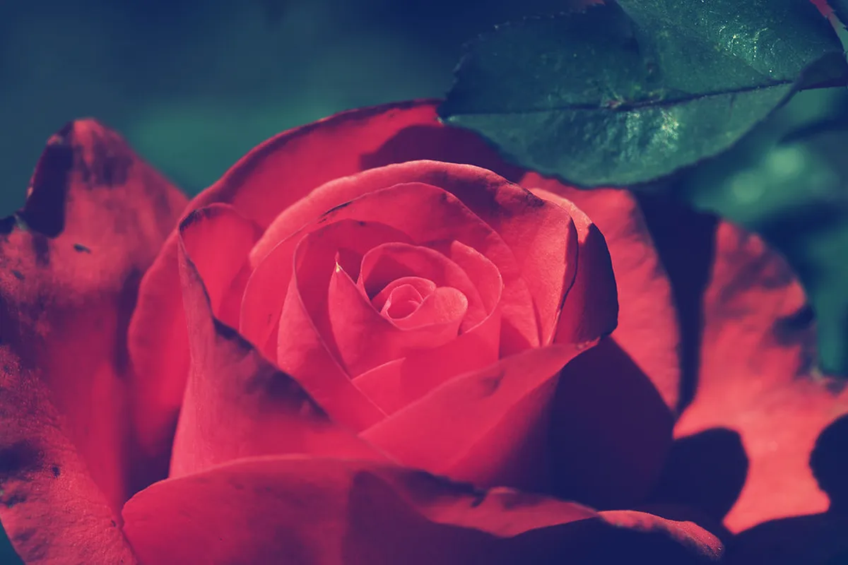 Government Rose Garden
