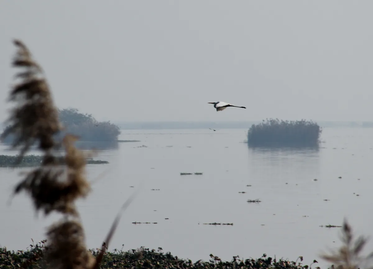 Harike Wetland and Bird Sanctuary