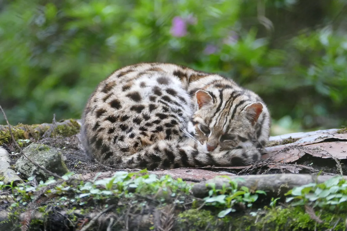 Himalayan Zoological Park