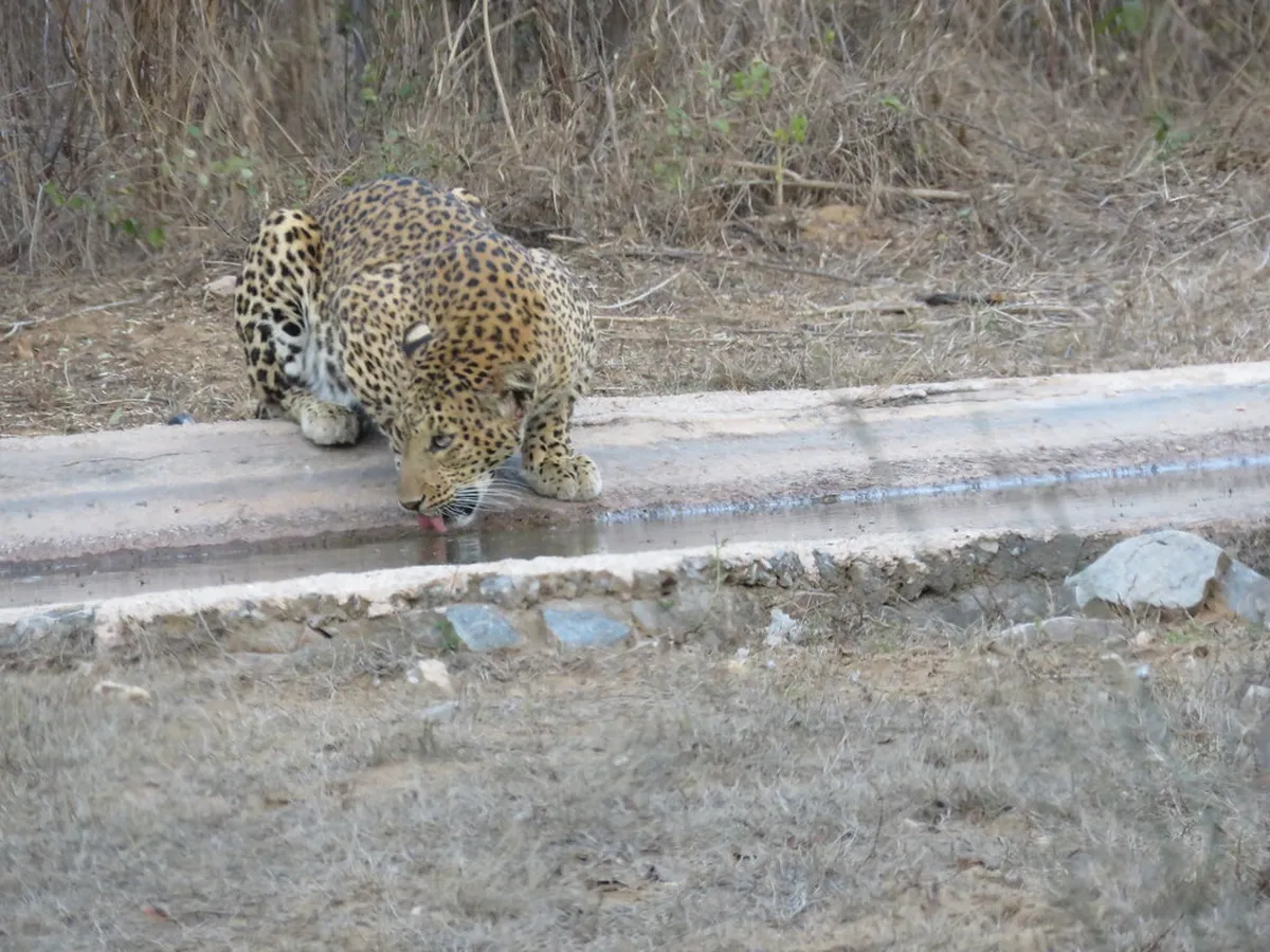 Jhalana Leopard Reserve