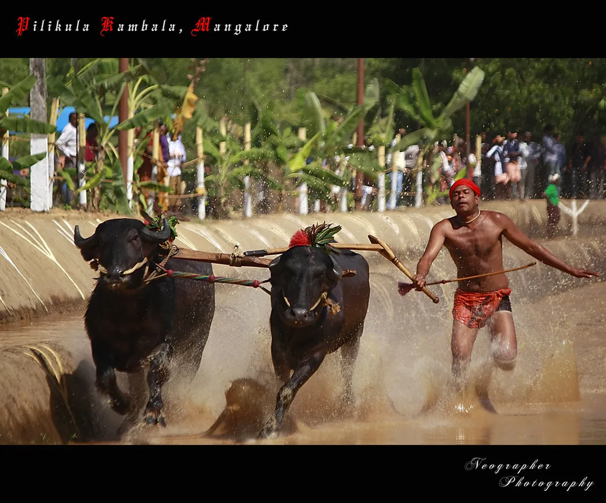 Kambala