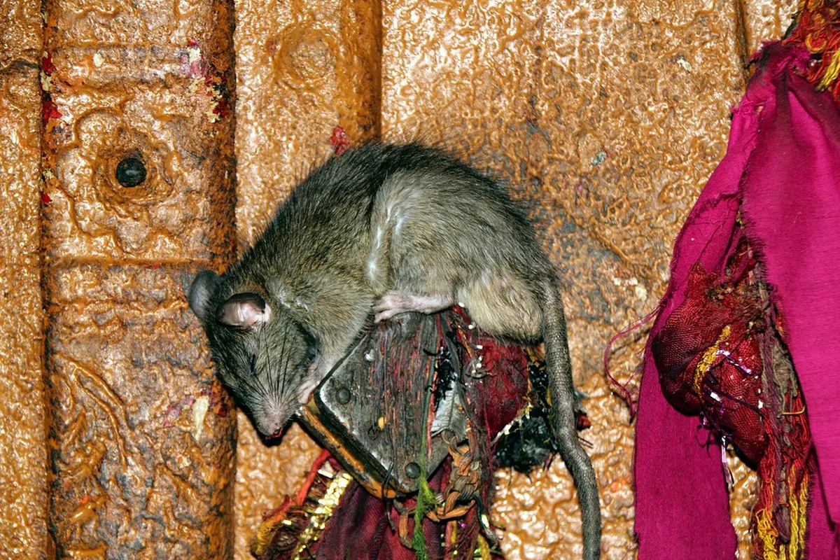 Karni Mata Temple
