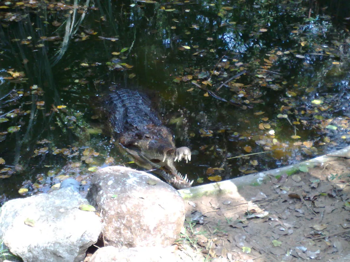Madras Crocodile Bank Trust and Centre