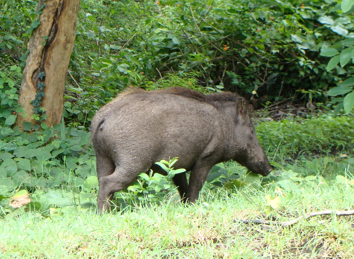 Mudumalai National Park
