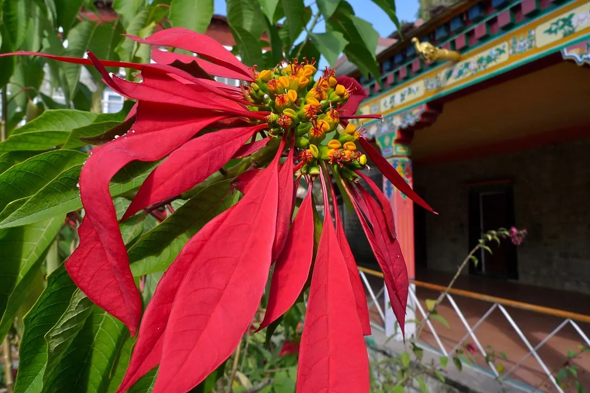 Norbulingka Institute