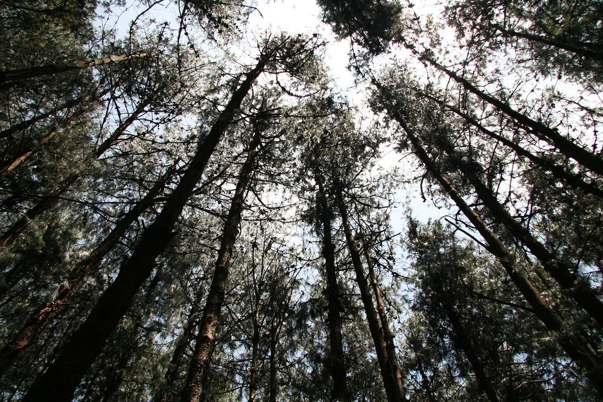 Pine Forest