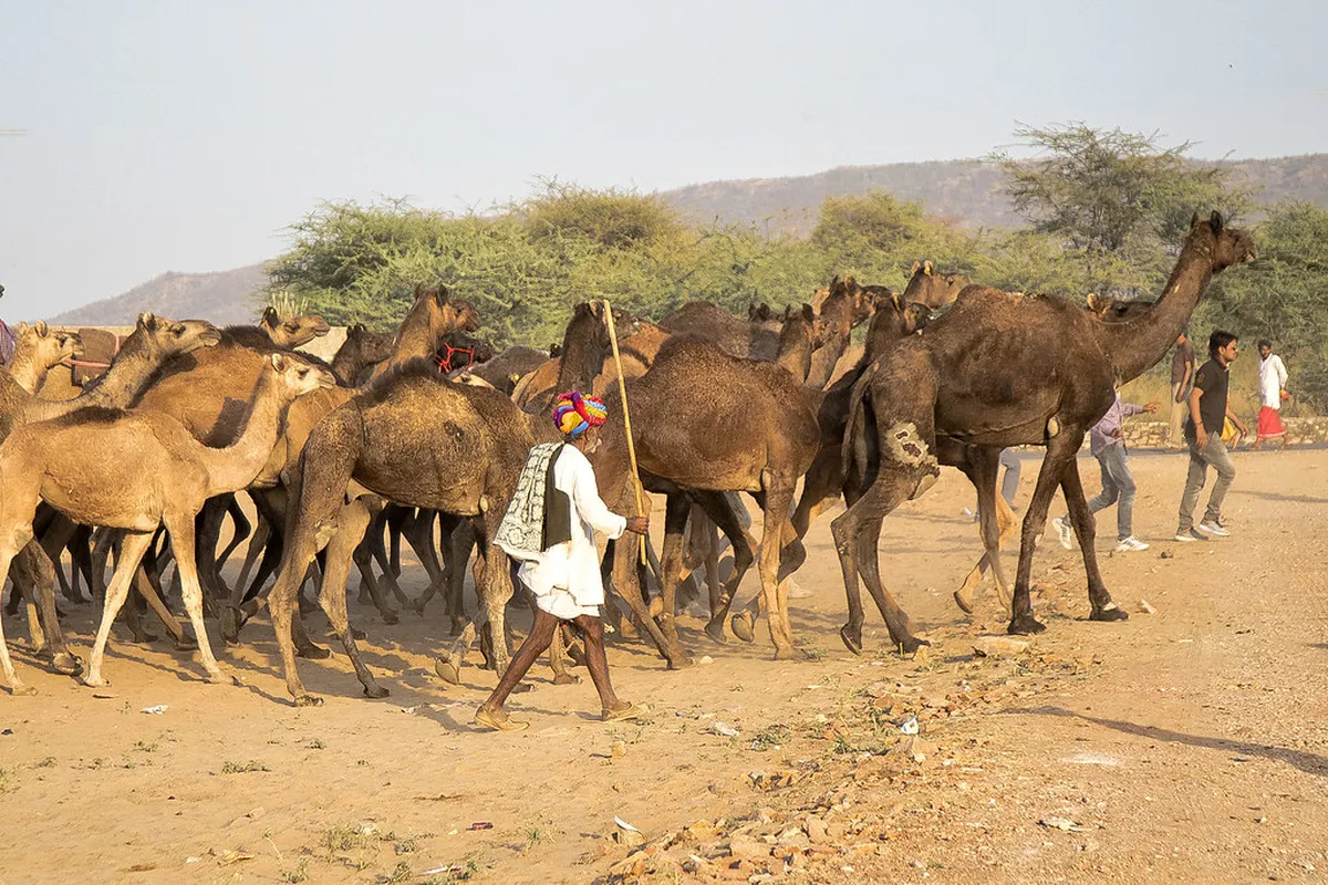 Pushkar Camel Fair