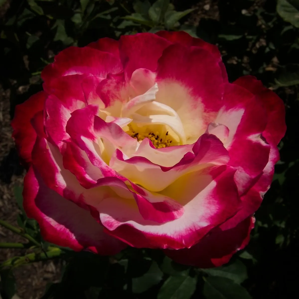 Rose Garden