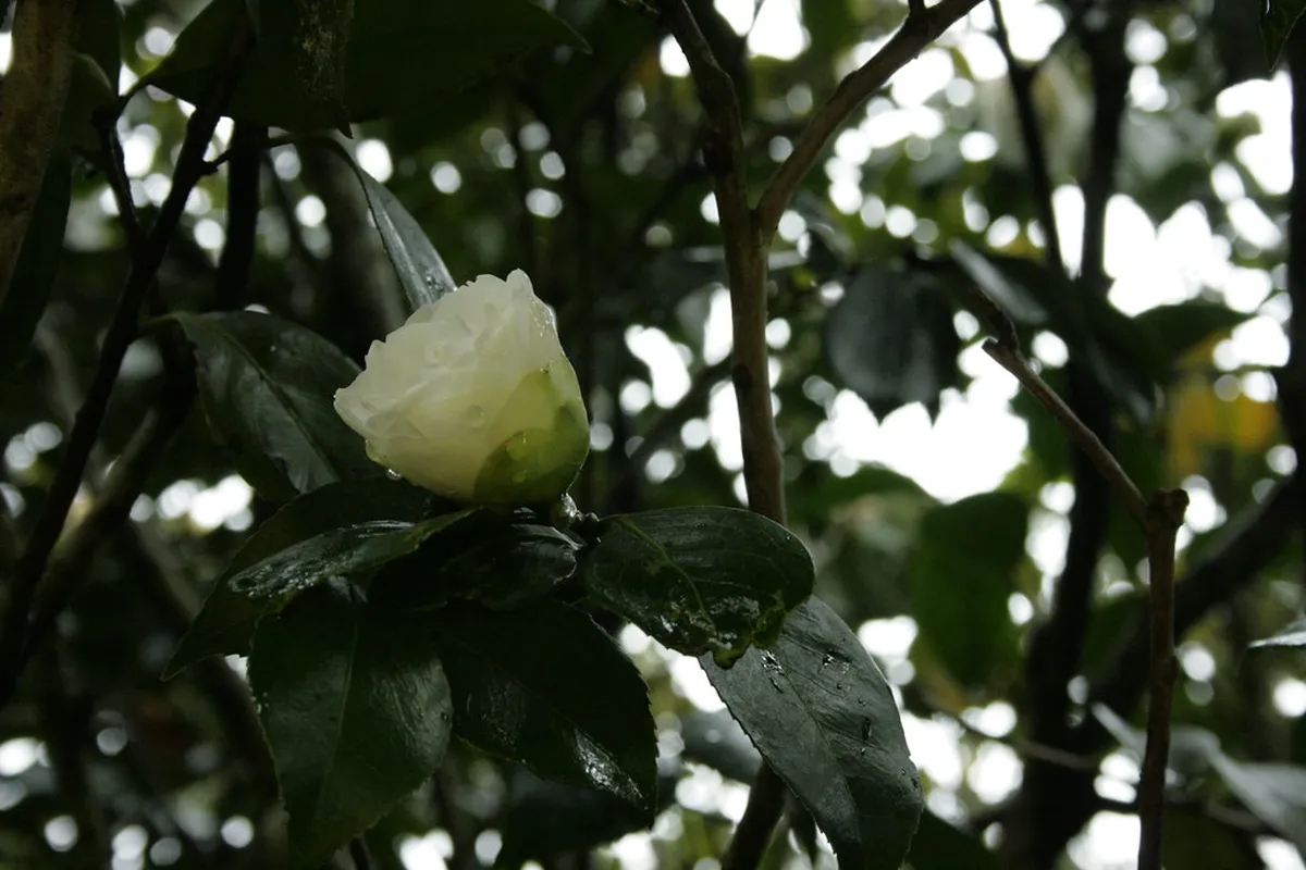 Rose Garden