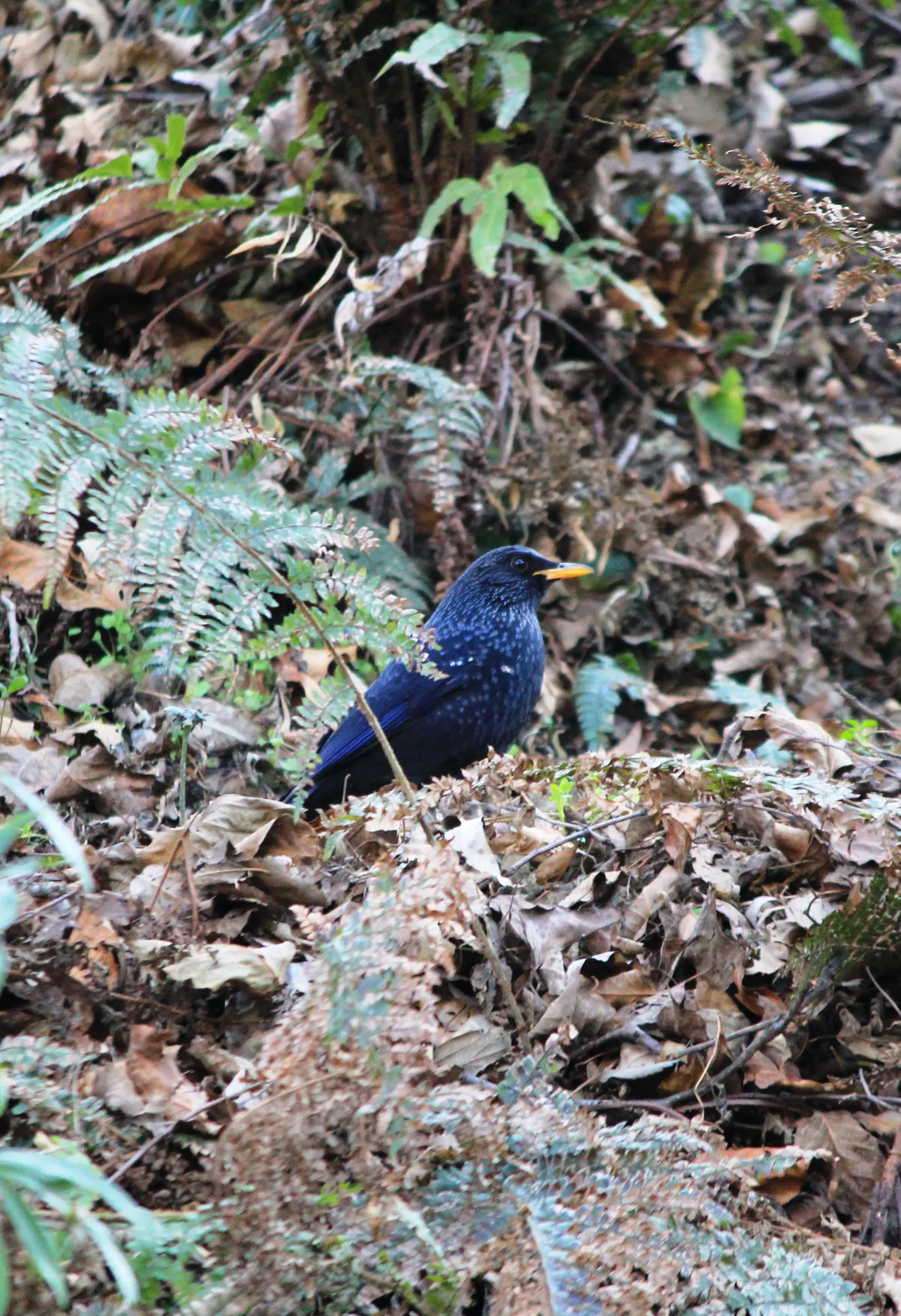 Shimla Water Catchment Wildlife Sanctuary