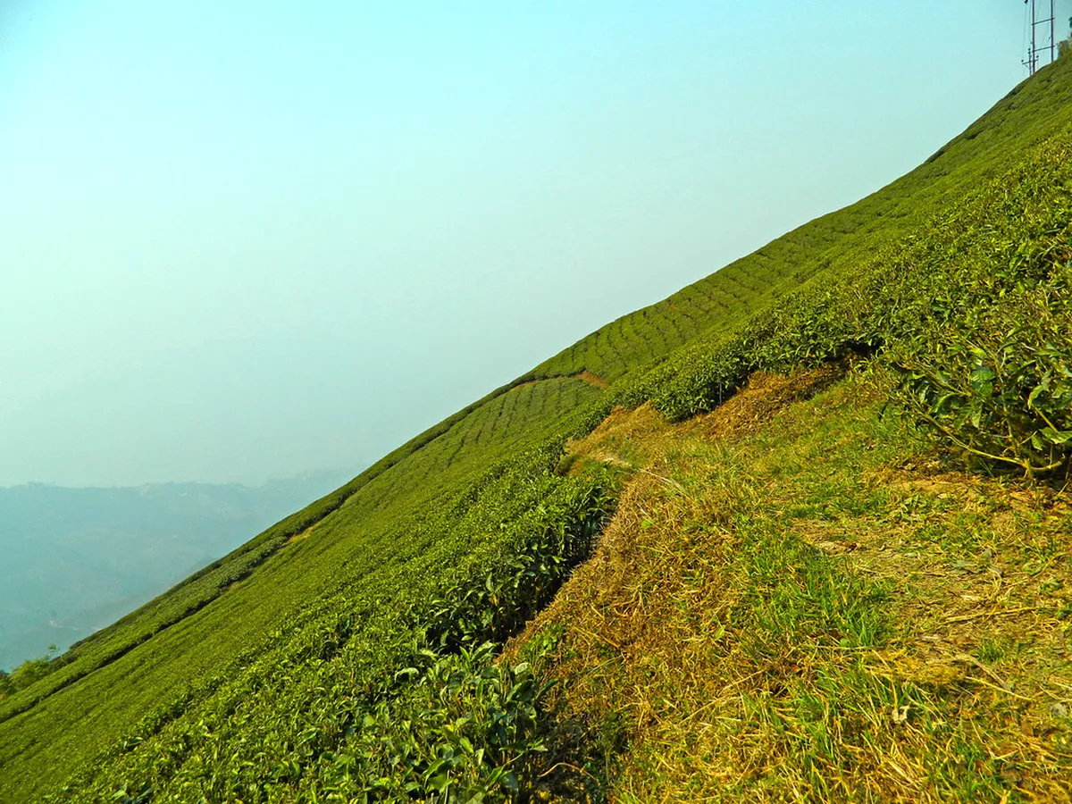 Tea Garden