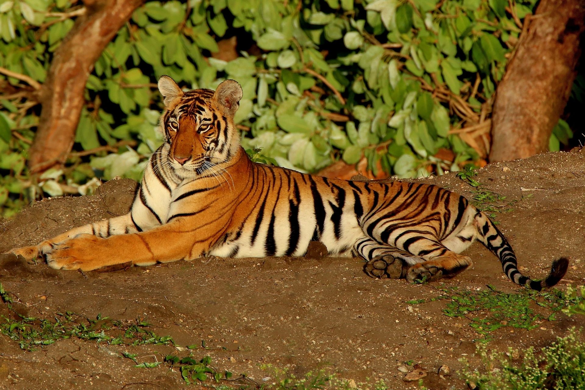 bandipur tiger safari timings